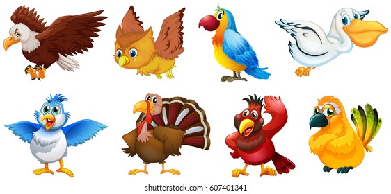 Different types of birds illustration