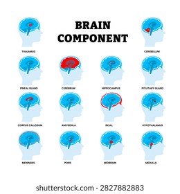 Different types of brain component types set collection. Labeled thalamus, cerebellum, pineal gland, cerebrum, hippocampus, amygdala, skull, hypothalamus, meninges, pons, midbrain, medulla, corpus.