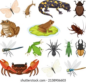 Diferentes tipos de insectos e ilustraciones de animales