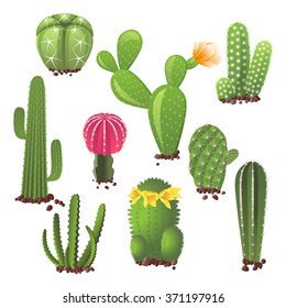 Different types of cactuses icons set