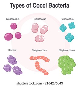 Different Types Cocci Bacteria Vector Illustration Stock Vector ...