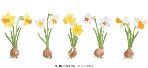 different types of daffodils with bulbs, spring flowers, vector drawing wild plants at white background, floral elements, hand drawn botanical illustration