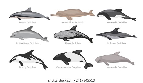 Diferentes tipos de dibujos animados de colección de conjuntos de delfines, mamíferos de natación peces submarinos, ilustración vectorial, adecuado para la educación catálogo de guías infográficas de afiches, de estilo plano.