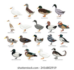 Different types of duck set collection, breeds of domestic duck cartoon, poultry farming, vector illustration, suitable for education poster infographic guide catalog, flat style.