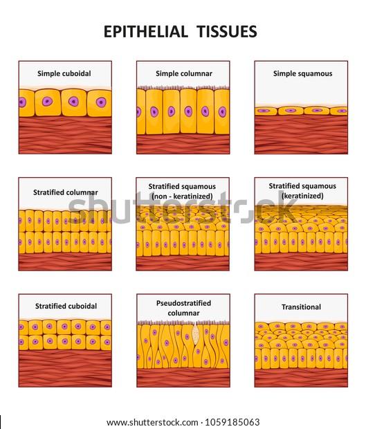 Different types of\
epithelial tissue\
collection.