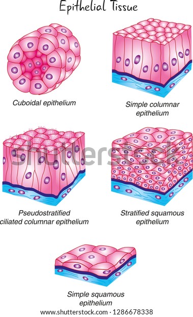 Different types of\
epithelial tissue\
collection
