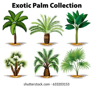 Different types of exotic palm trees illustration