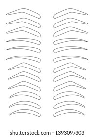 Different types of eyebrows shapes illustration