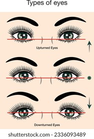 Different types of eyes. Upturned, downturned.