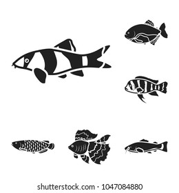 Different types of fish black icons in set collection for design. Marine and aquarium fish vector symbol stock web illustration.