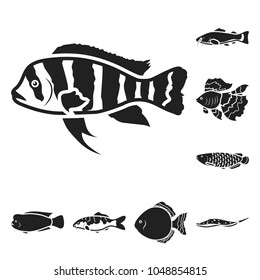 Different types of fish black icons in set collection for design. Marine and aquarium fish vector symbol stock web illustration.
