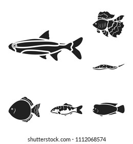 Different types of fish black icons in set collection for design. Marine and aquarium fish vector symbol stock web illustration.