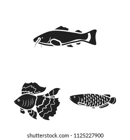 Different types of fish black icons in set collection for design. Marine and aquarium fish vector symbol stock web illustration.