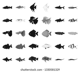 Different types of fish black,monochrome icons in set collection for design. Marine and aquarium fish vector symbol stock web illustration.