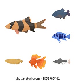 Different types of fish cartoon icons in set collection for design. Marine and aquarium fish vector symbol stock web illustration.