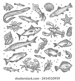 Different types fish and crustacean. Shell, cuttlefish, oyster, tilapia, trout, tuna, salmon, anchovy, eel, sardine, herring, lobster, crab, crawfish, shrimp. Vector engraving vintage isolated