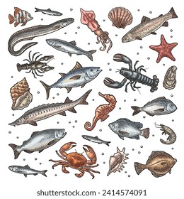 Different types fish and crustacean. Shell, cuttlefish, oyster, tilapia, trout, tuna, salmon, anchovy, eel, sardine, herring, lobster, crab, crawfish, shrimp. Vector color vintage engraving isolated