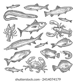 Different types fish and crustacean. Tilapia, trout, flounder, dorado, tuna, salmon, anchovy, eel, sardine, sturgeon, herring, lobster, crab, crawfish, shrimp. Vector engraving vintage isolated