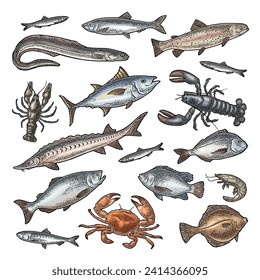 Different types fish and crustacean. Tilapia, trout, flounder, dorado, tuna, salmon, anchovy, eel, sardine, sturgeon, herring, lobster, crab, crawfish, shrimp. Vector color engraving vintage isolated