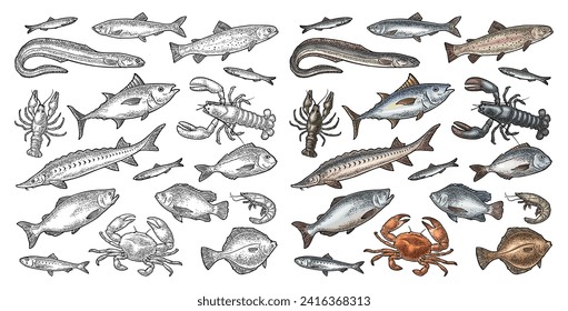 Different types fish and crustacean. Tilapia, trout, flounder, dorado, tuna, salmon, anchovy, eel, sardine, sturgeon, herring, lobster, crab, crawfish, shrimp. Vector color engraving vintage isolated