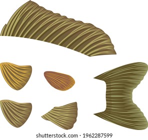 Different types fish fins isolated on white background. Illustration for biology lesson