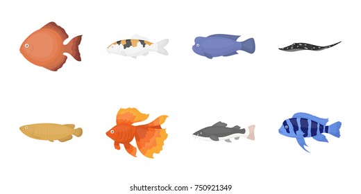 Different types of fish icons in set collection for design. Marine and aquarium fish vector symbol stock  illustration.