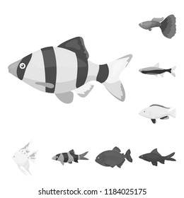Different types of fish monochrome icons in set collection for design. Marine and aquarium fish vector symbol stock web illustration.