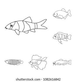 Different types of fish outline icons in set collection for design. Marine and aquarium fish vector symbol stock web illustration.