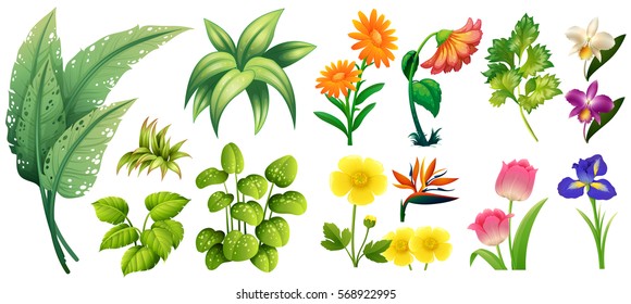 Diferentes tipos de flores e ilustraciones de hojas