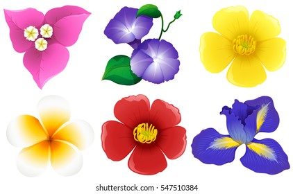 Different types of flowers on white illustration