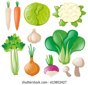 Different types of fresh vegetables