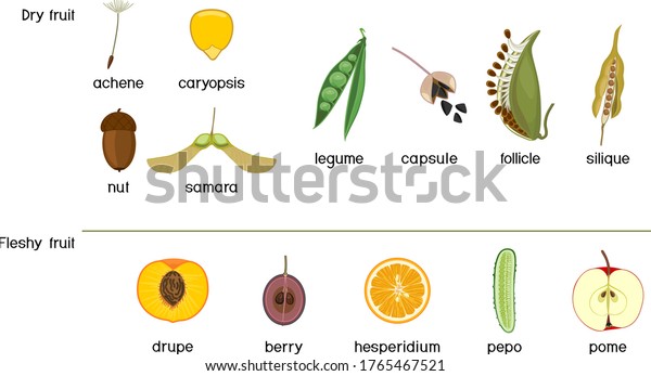 Different Types Fruits Dry Fleshy Scheme Stock Vector (Royalty Free ...