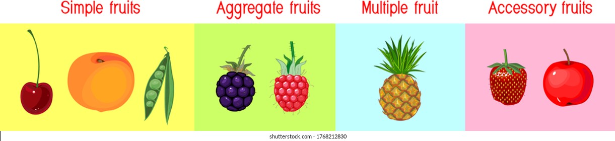 Different types of fruits: simple, aggregate, accessory and multiple. Scheme for botany lessons