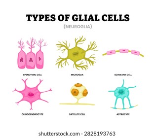 Different types of glial cell types set collection. Neuroglia labeled ependymal, microglia, schwann cell, oligodendrocyte, satellite cell, astrocyte. Outnumber neurons of nervous system.