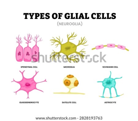 Different types of glial cell types set collection. Neuroglia labeled ependymal, microglia, schwann cell, oligodendrocyte, satellite cell, astrocyte. Outnumber neurons of nervous system.