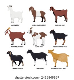 Different types of goat set collection, breeds of domestic goat cartoon, dairy farming, kid goat vector illustration, suitable for education poster infographic guide catalog, flat style