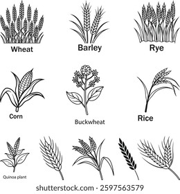 Different Types of Grains and Cereals Wheat, Barley Silhouette, rye, corn, Buckwheat, Rice, Quinoa, Plant Food