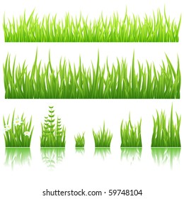 Different types of green grass isolated on white background.