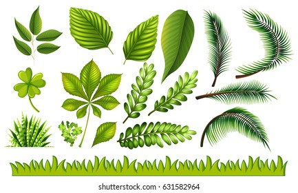 Different types of green leaves and grass illustration