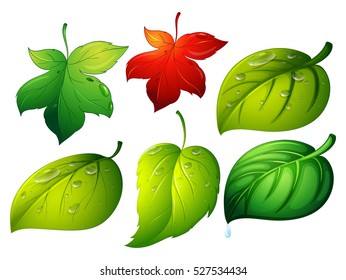Different types of green leaves illustration