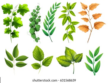 Different types of green leaves illustration