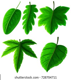 Different types of green leaves on white illustration