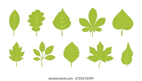 Verschiedene Arten von grünen Blättern in einer einfachen Anordnung auf weißem Hintergrund, die die Vielfalt der Natur hervorheben. Vektorgrafik.