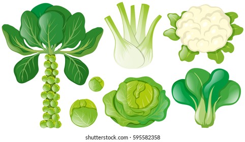 Different types of green vegetables illustration