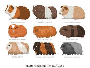 Different types of guinea pig set collection, breeds of domestic guinea pig cartoon, mammal farming,pet rodent vector illustration, suitable for education poster infographic guide catalog, flat style.