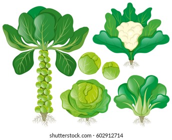 Different types of head vegetables illustration