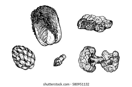 Different types of herbs. Brussels sprouts, Chinese cabbage, broccoli, alcachofa, asparagus on white background. Vector illustration. Ink line draw vector. Drawing engraving illustration
