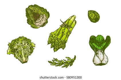 Different types of herbs. Brussels sprouts, Chinese cabbage, broccoli, alcachofa, asparagus on white background. Vector illustration. Ink line draw vector. Drawing engraving illustration
