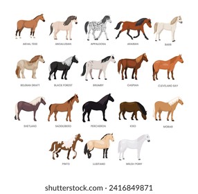 Different types of horse set collection, breeds of domestic horse cartoon, dairy farming, foal horse vector illustration, suitable for education poster infographic guide catalog, flat style