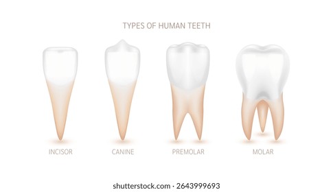 Diferentes tipos de dentes humanos do canino, incisivo, pré-molar e molar. Órgão anatômico do dente humano sobre fundo branco. Conceito de dentista médico ou dentista. Vetor 3D EPS10.